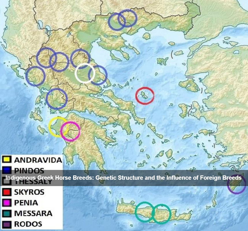 Ιπποειδή